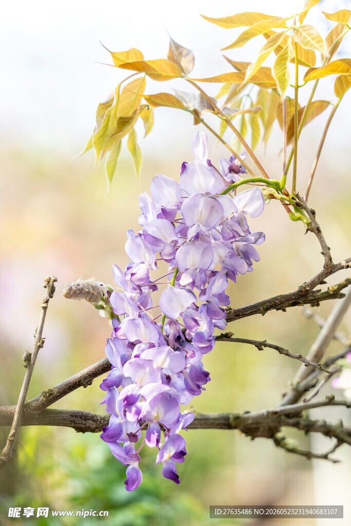 垂挂的美丽紫藤花