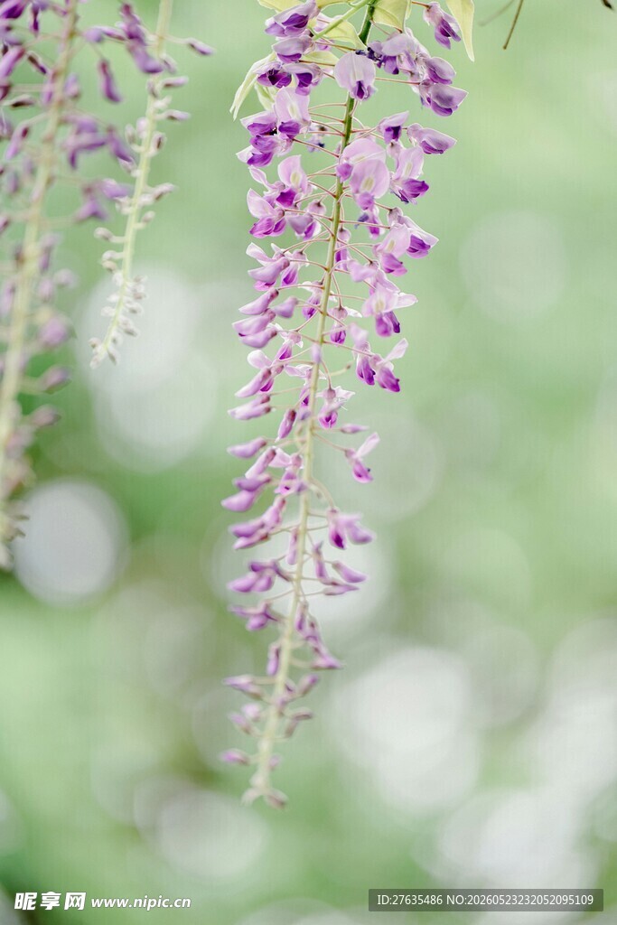 垂挂的紫花清新雅致