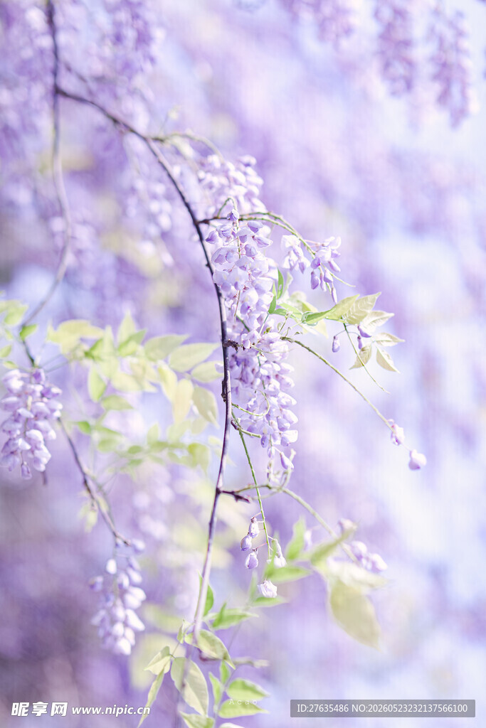梦幻紫藤花绽放