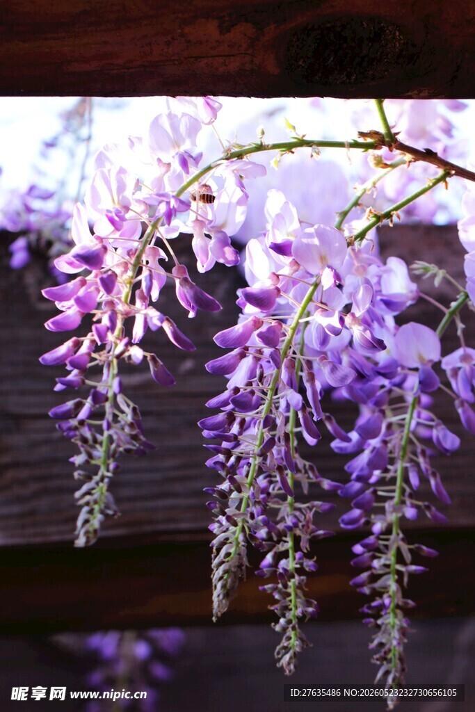 垂挂的浪漫紫藤花