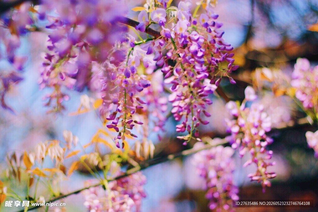 紫花烂漫枝头绽放