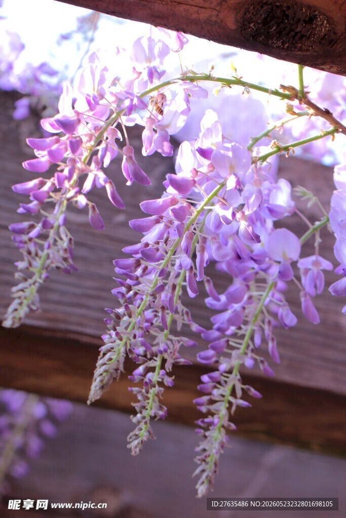 紫藤花垂挂浪漫花景
