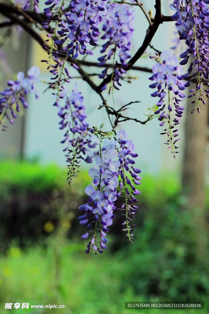紫藤花开绽浪漫之美