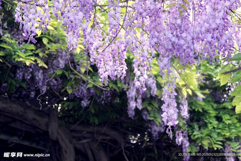 紫藤花垂挂美景