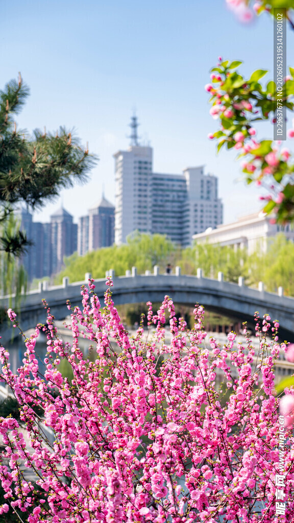 城市繁花景 桥畔春意浓