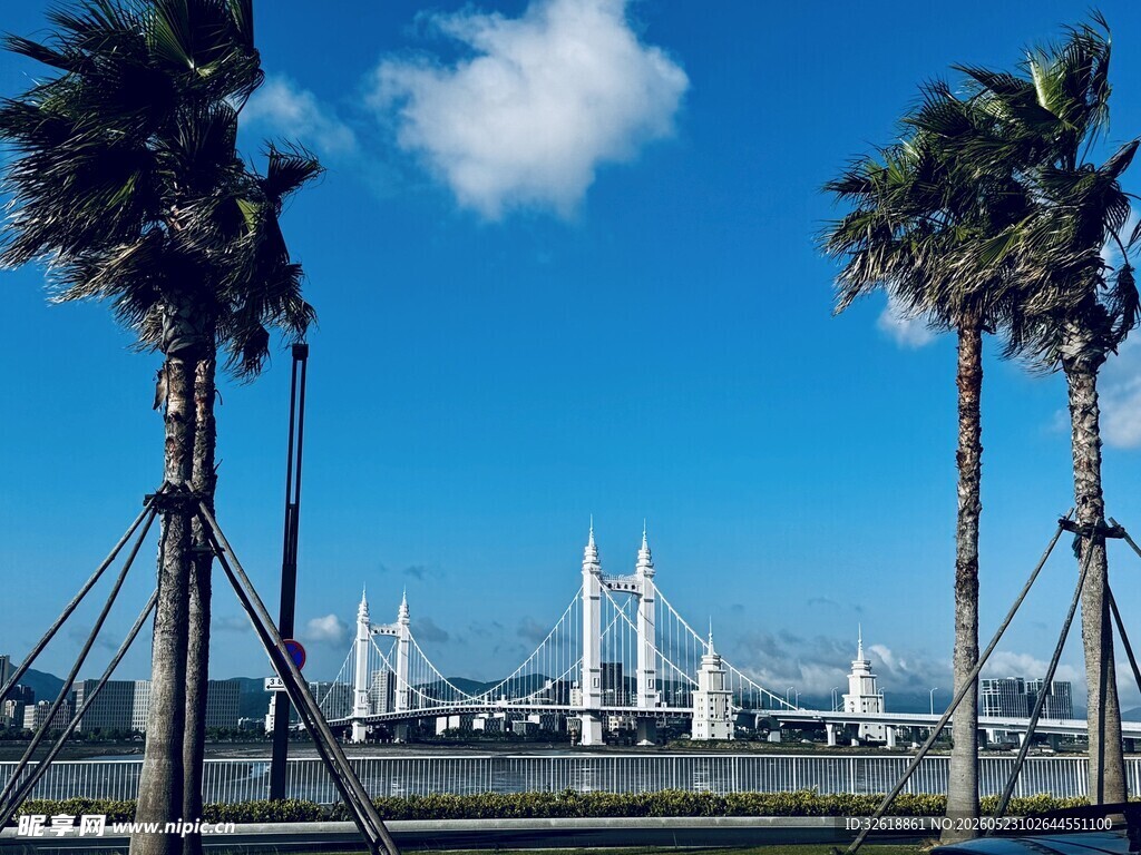 蓝天椰树映衬下的跨海大桥