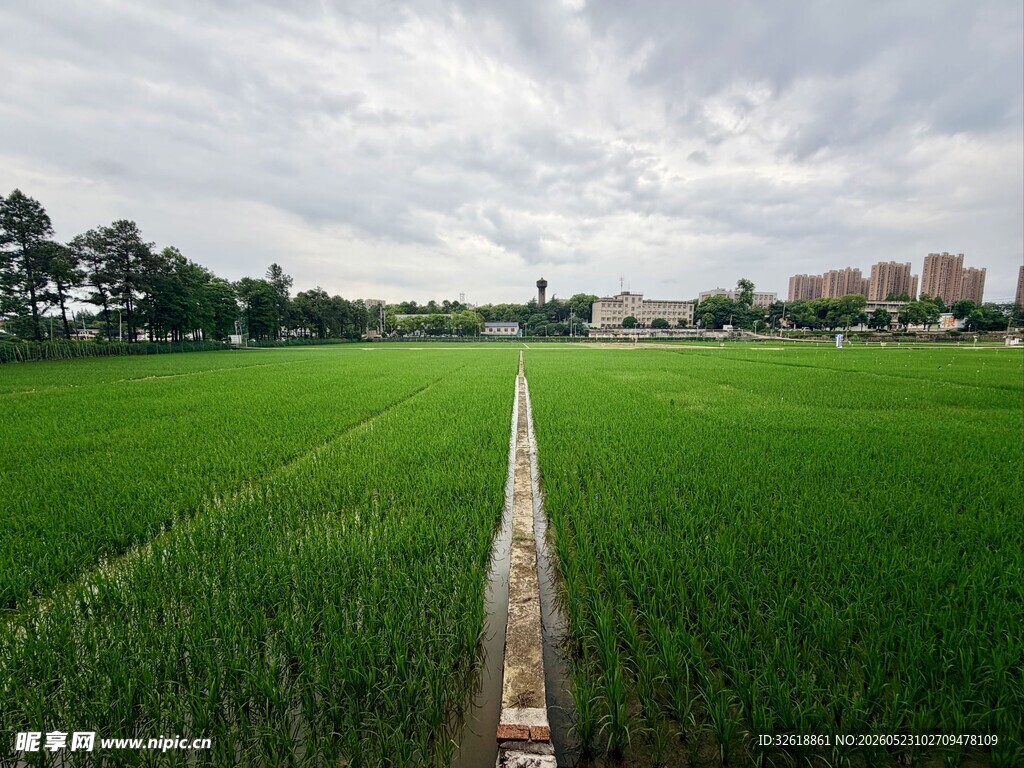 袁隆平实验稻田基地