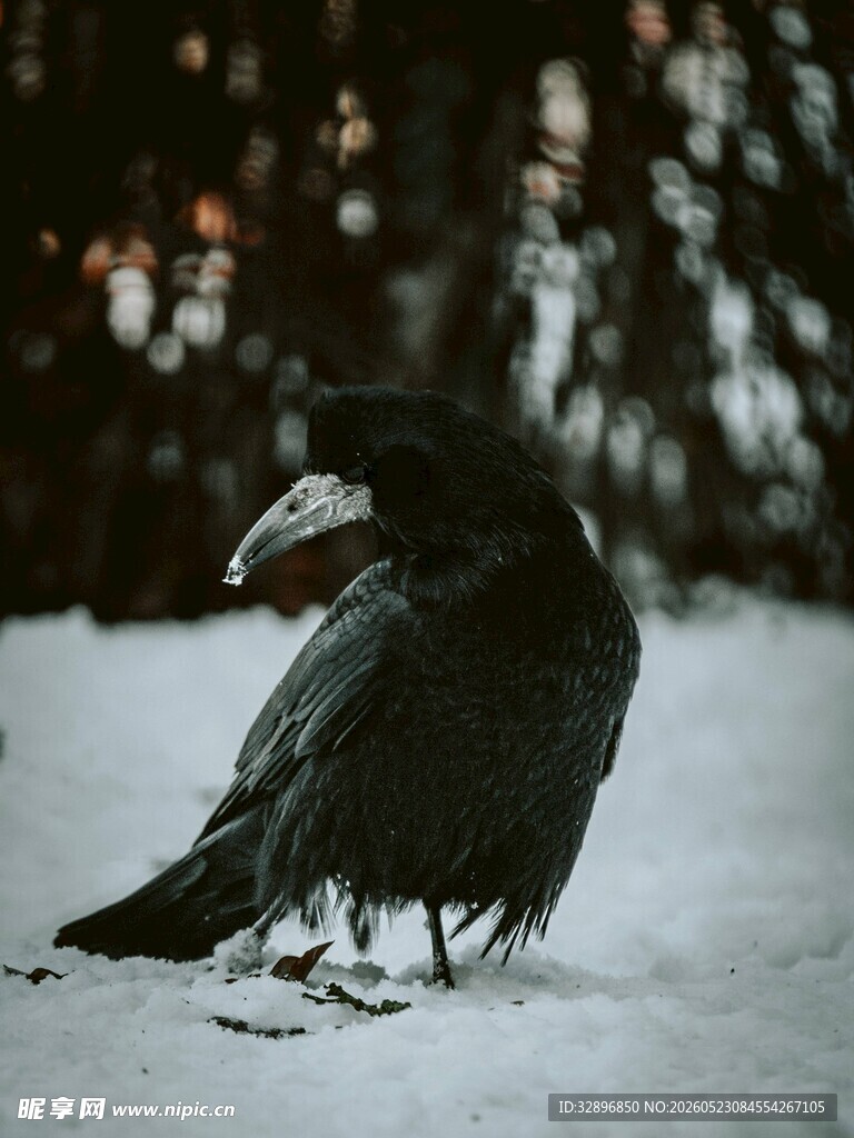 雪地中的黑鸦