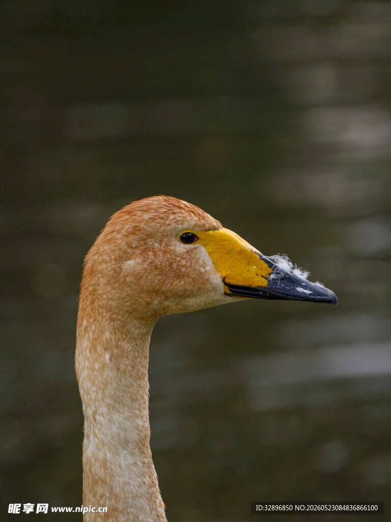 黄嘴长颈水鸟特写