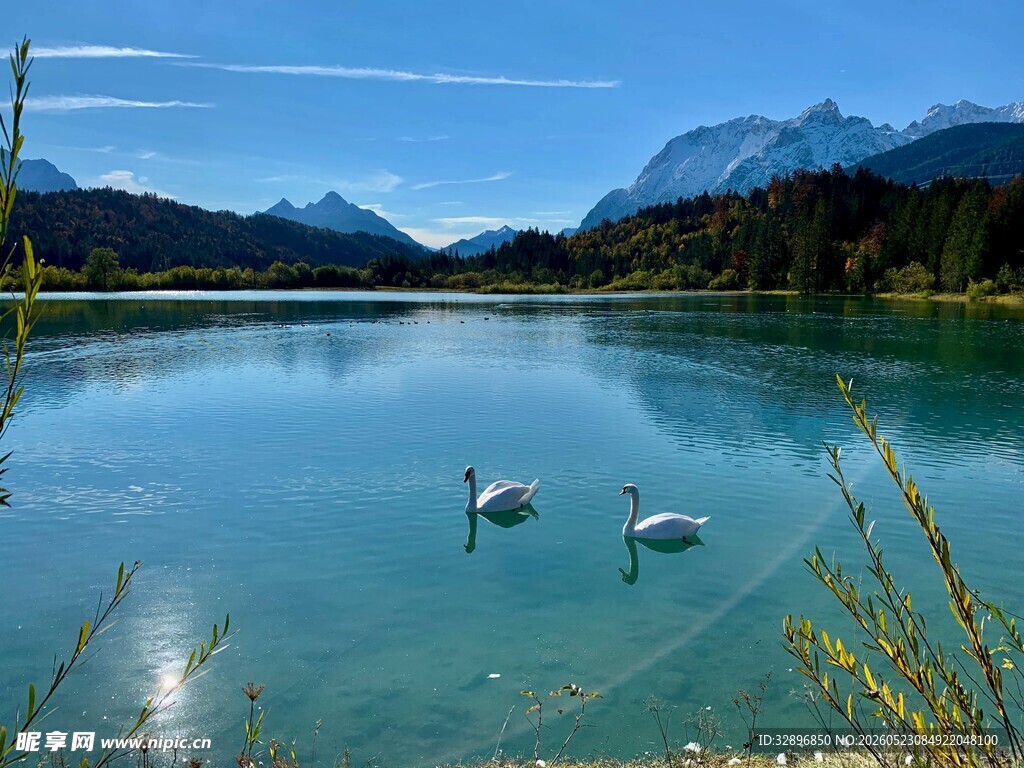 湖畔天鹅伴青山美景