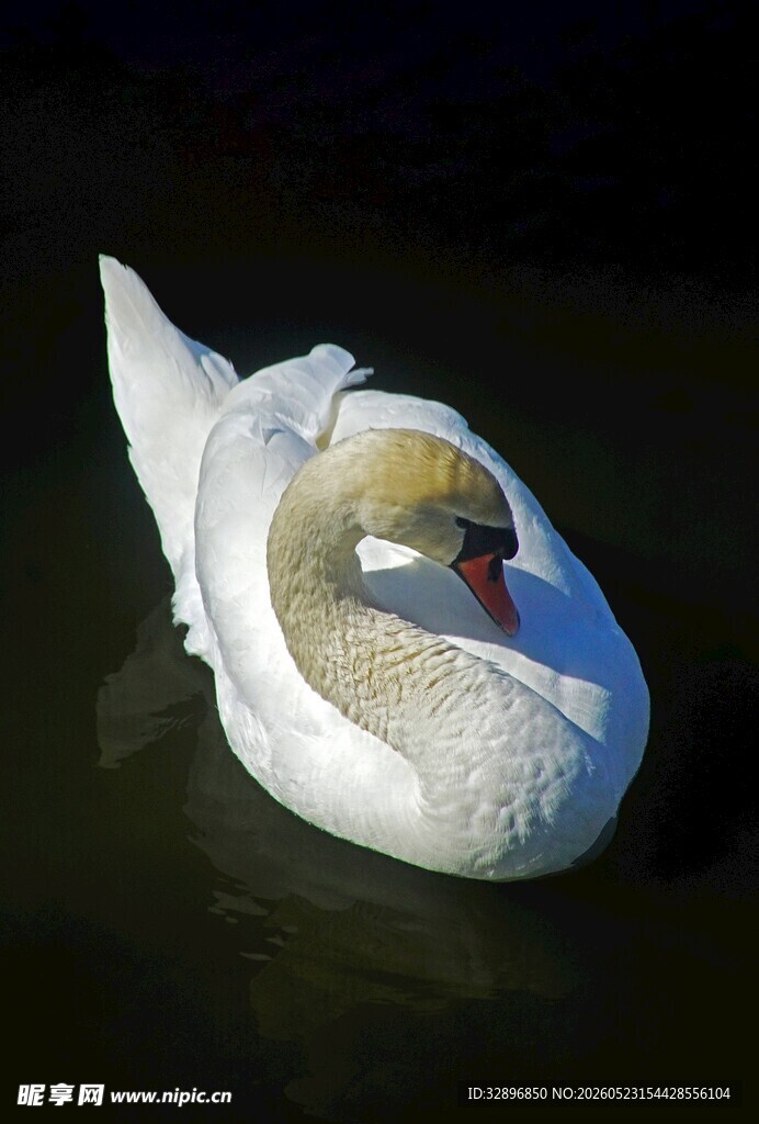 水中优雅天鹅