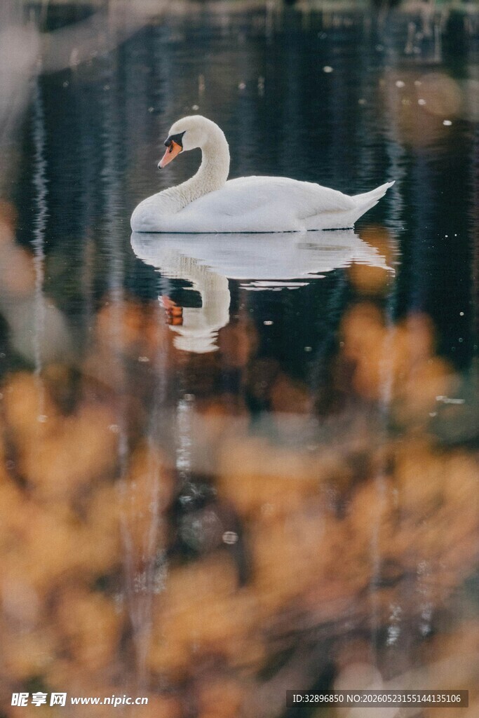 雨中天鹅于水面悠然静栖