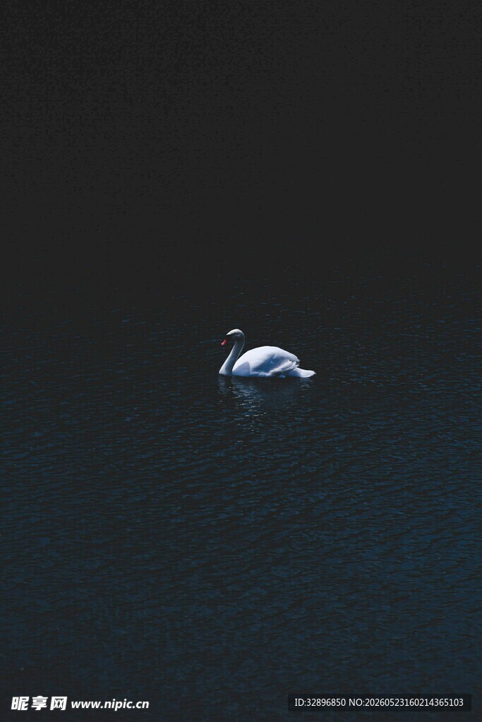 水中白鸟独自游弋
