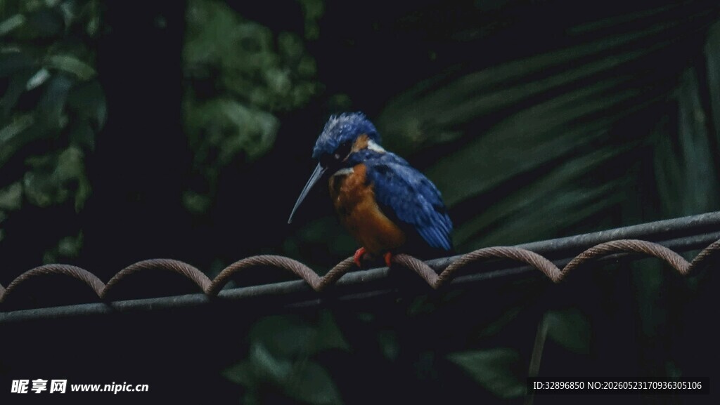 栖息于栏杆的蓝色翠鸟