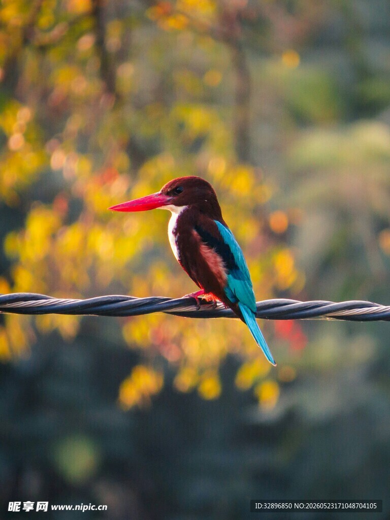 枝头翠鸟