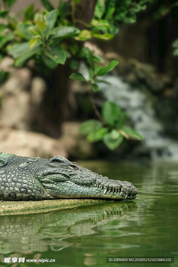 水中的鳄鱼