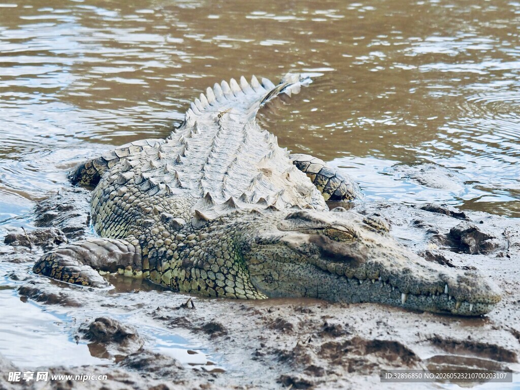 水中鳄鱼露出尖锐背鳍