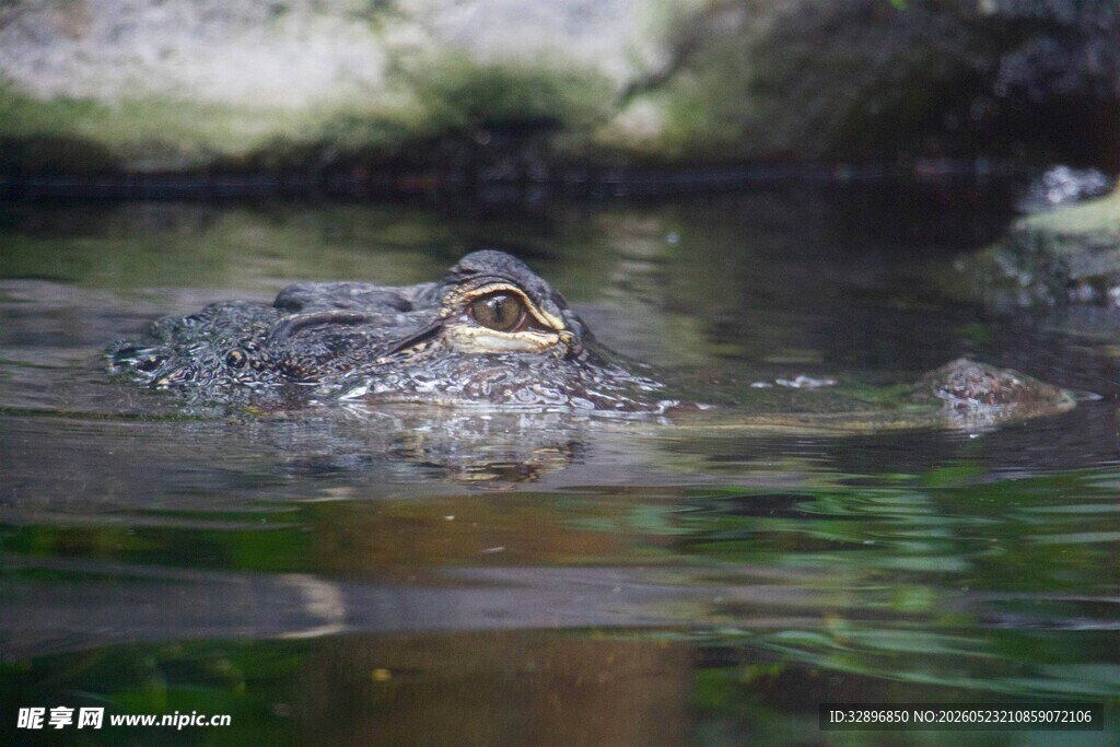 水中鳄鱼露头