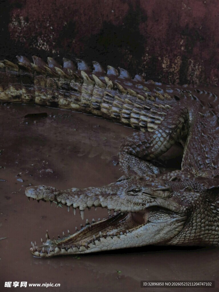 张嘴的鳄鱼