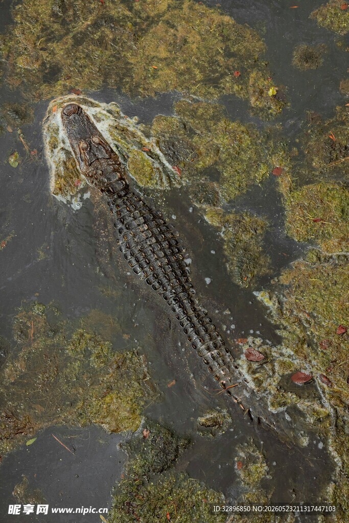 水中鳄鱼