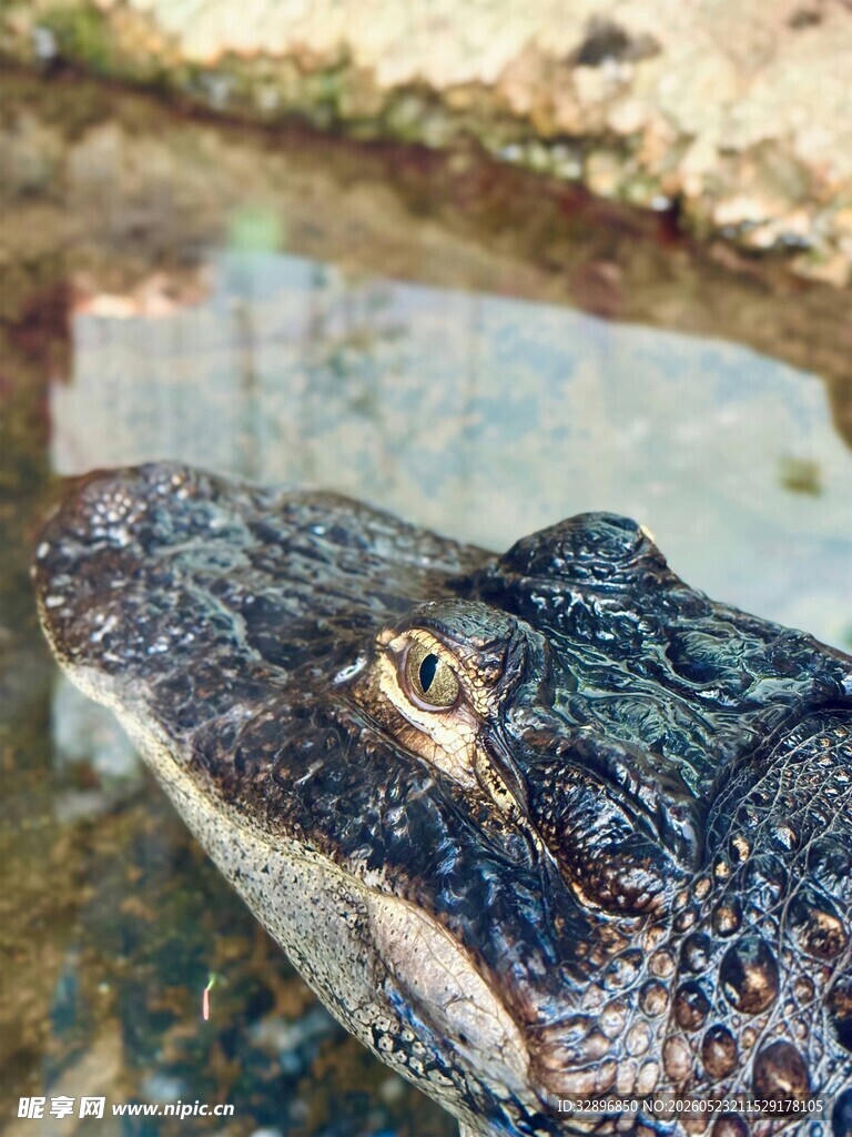 鳄鱼特写