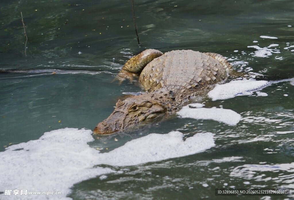 鳄鱼捕食水中猎物瞬间