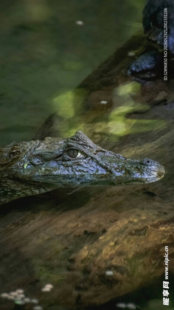 水中鳄鱼头部特写