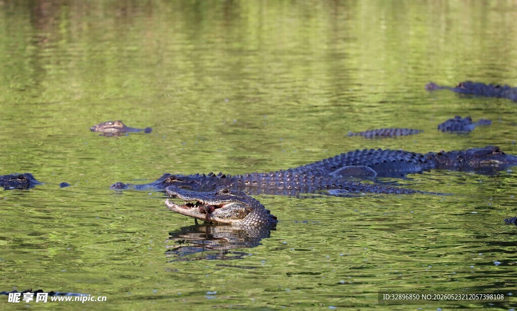 水中鳄鱼张嘴现凶猛模样