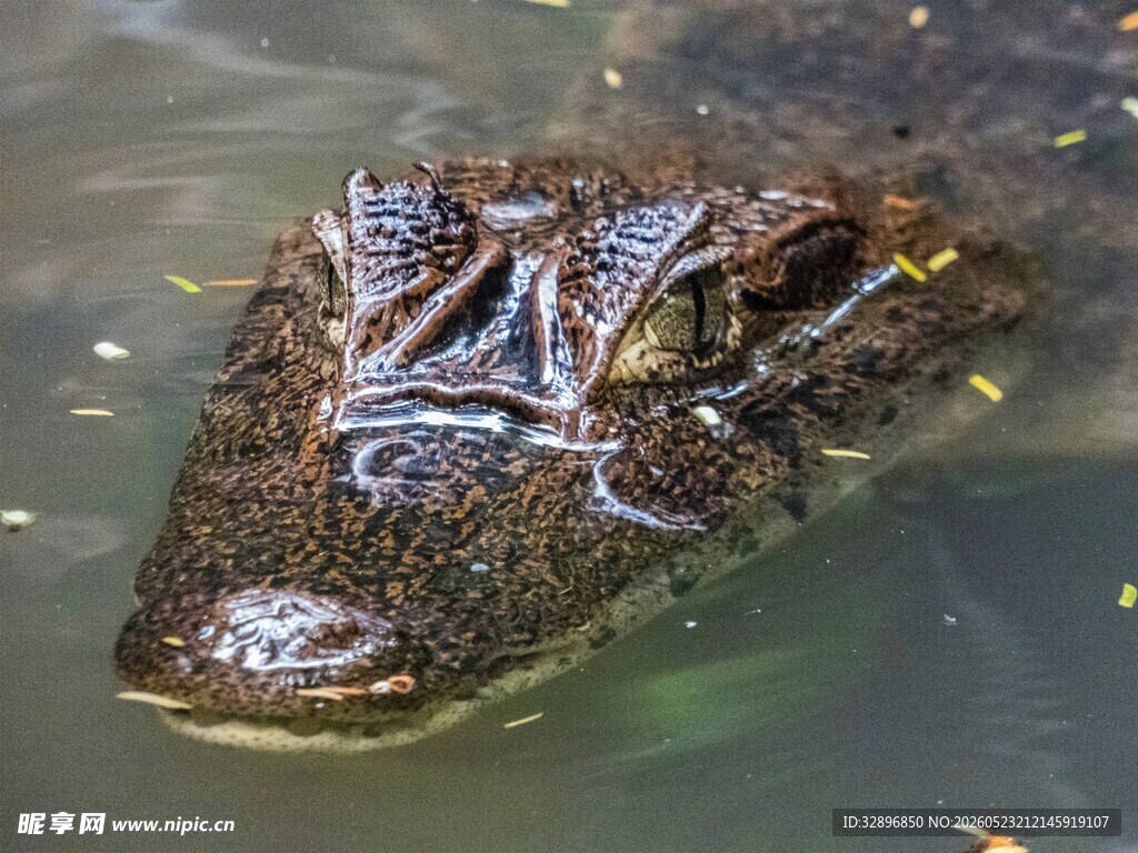 水中鳄鱼特写