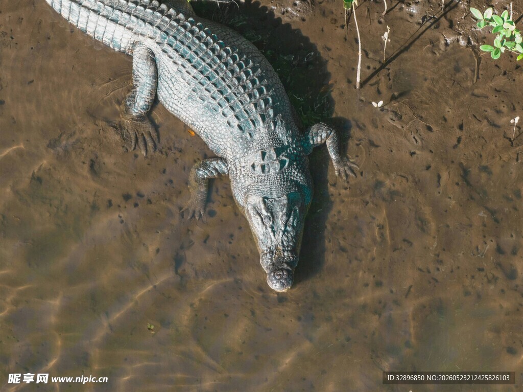 水边的鳄鱼