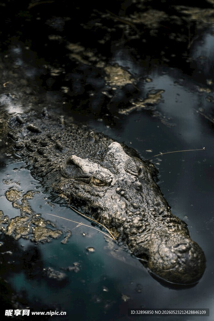 水中潜行的鳄鱼头部