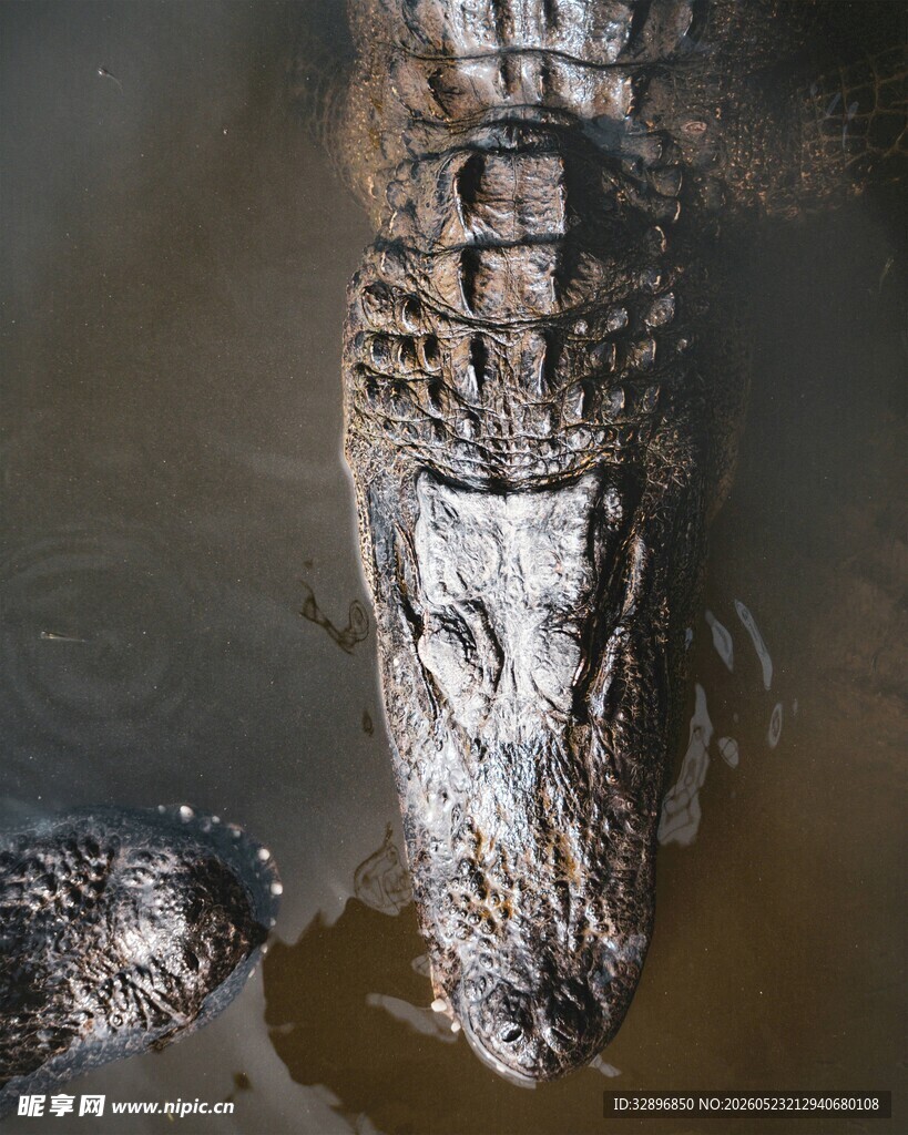 水中鳄鱼头部特写