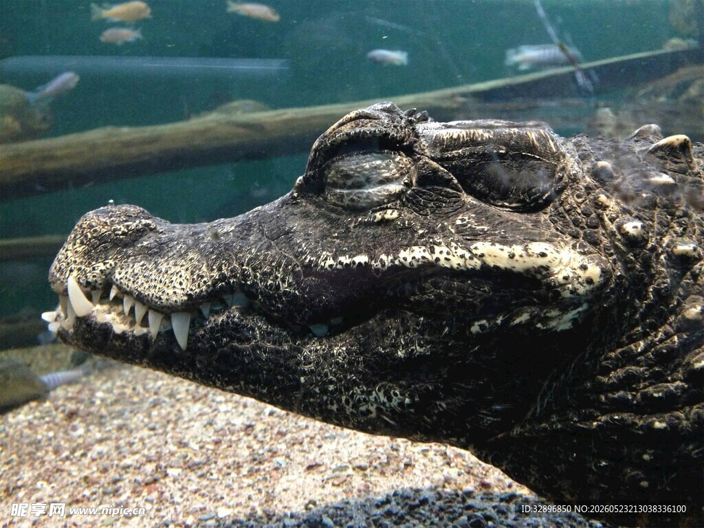 鳄鱼休憩于石上