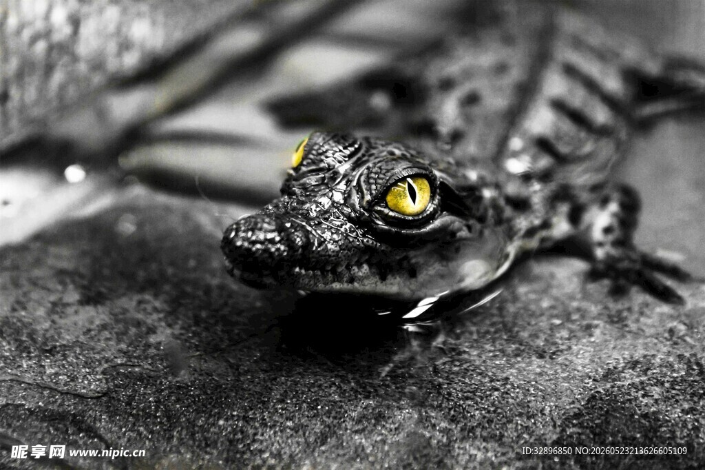 黑底上的黄眼小鳄鱼