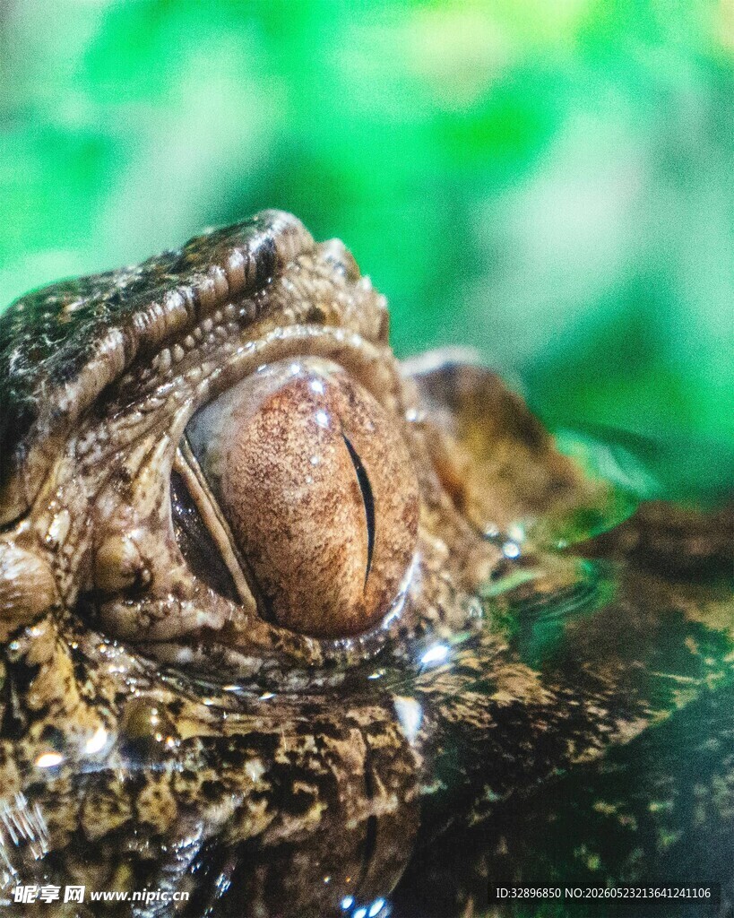 鳄鱼眼部特写