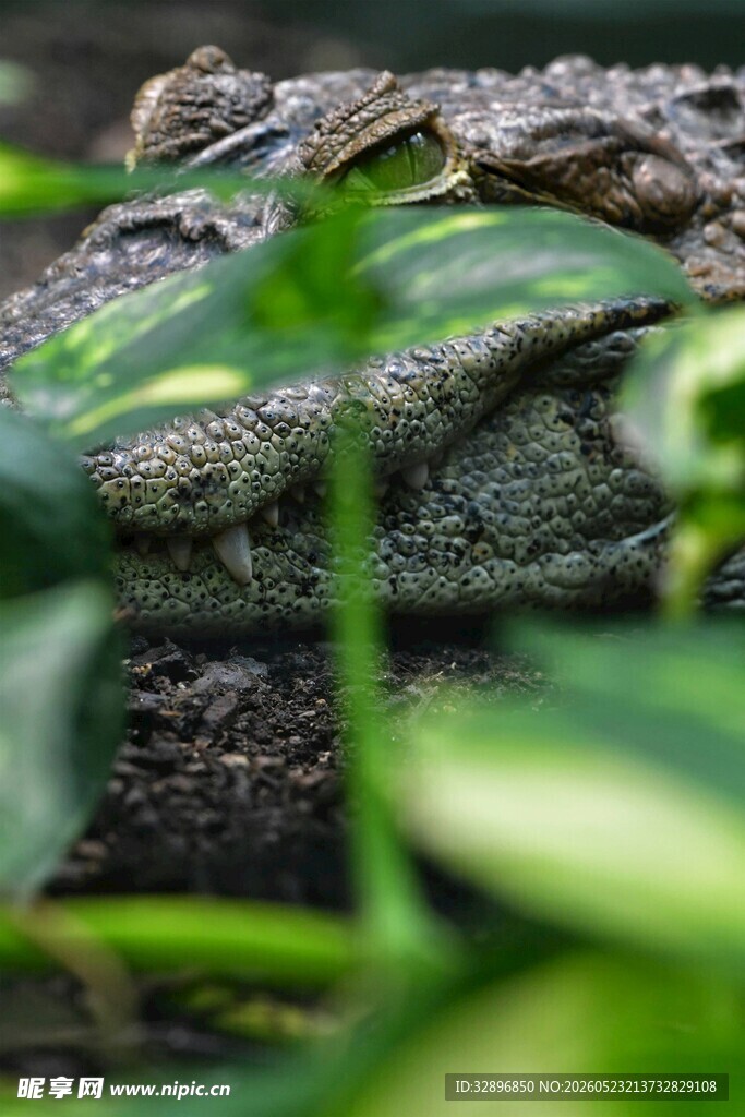 隐匿于绿植间的鳄鱼