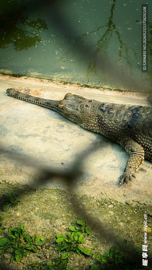 围栏后的鳄鱼