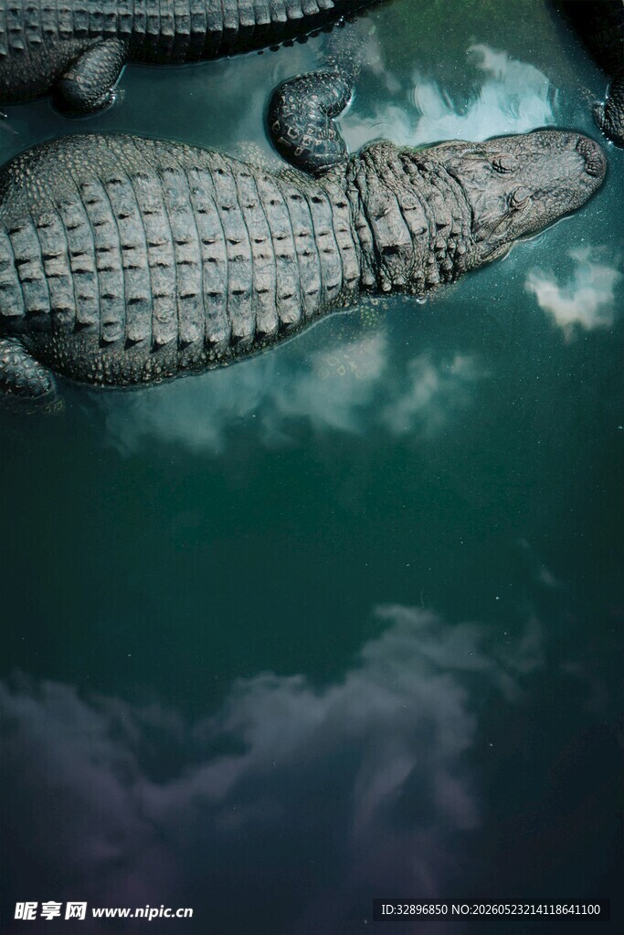 水中鳄鱼特写