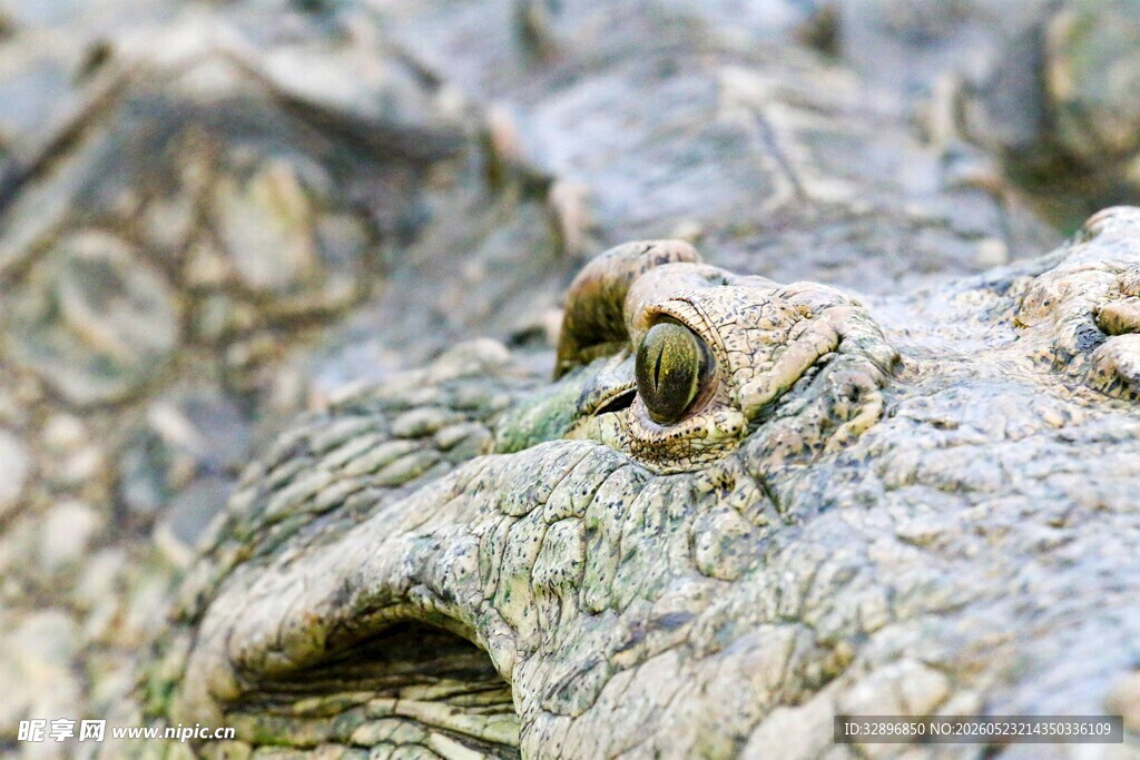 鳄鱼眼部特写