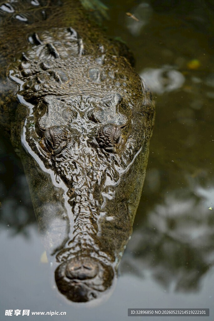 水中鳄鱼特写
