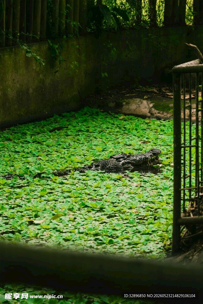 池塘中栖息的鳄鱼