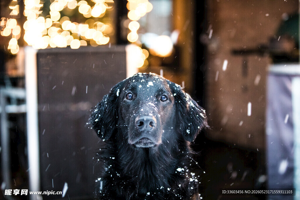 雨中的黑色狗狗