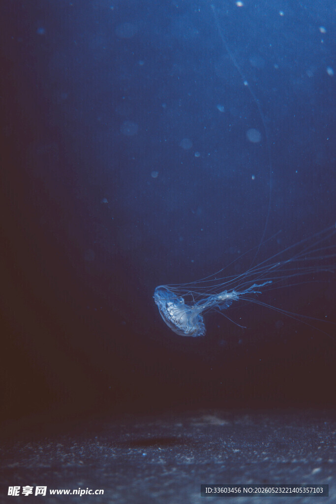 深海中发光的神秘生物