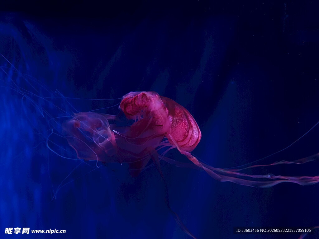 梦幻深海中的红色水母