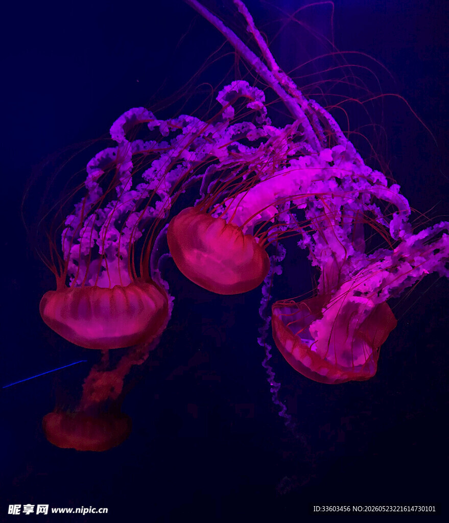 梦幻紫灯光下的水母