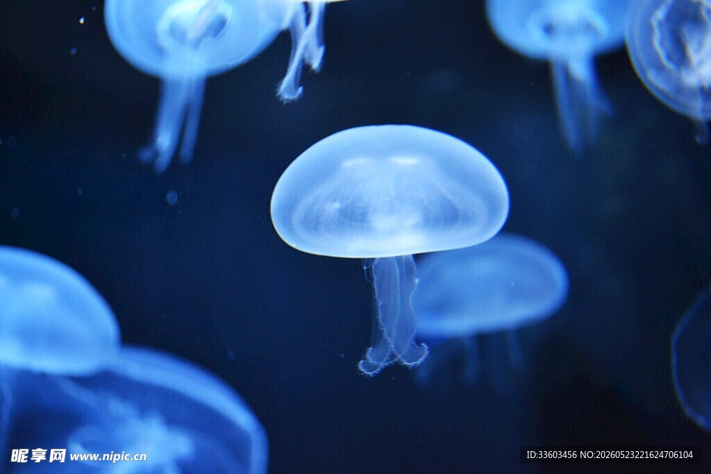 梦幻蓝色水母在水中游动