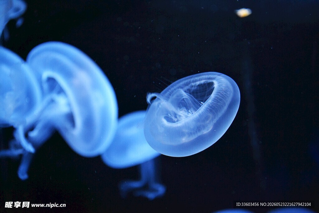 梦幻蓝色水母特写