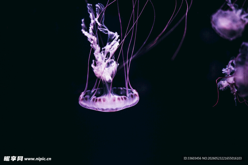 梦幻紫色水母在水中摇曳