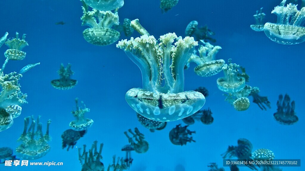梦幻海底珊瑚与鱼群景观