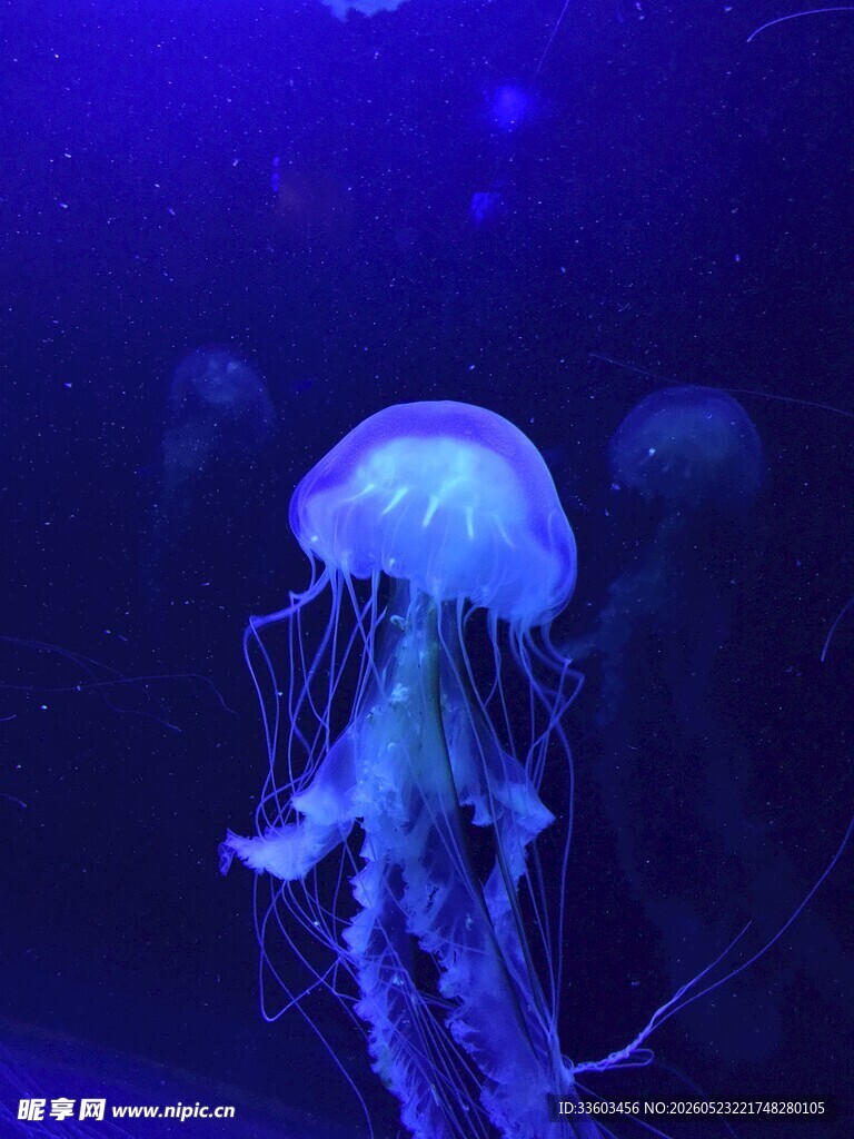 梦幻水母在水中飘逸